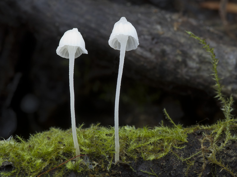 Hemimycena crispata